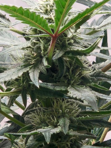 Mango Runtz — flower, day 62