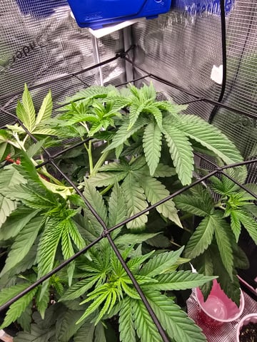 Northern lights #10 2nd plant (Selkies) — vegetative, day 33