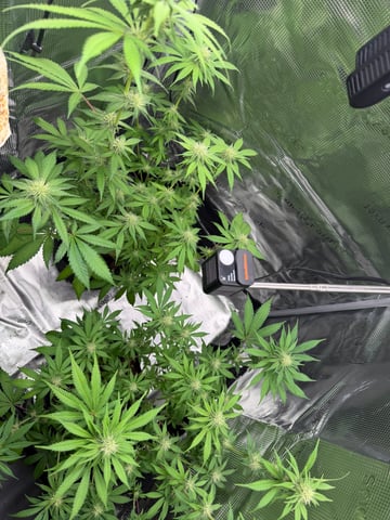  Trying to go big — flower, day 98