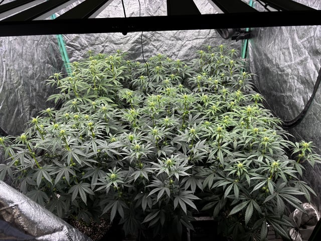 Pink Passion Fruit — flower, day 65