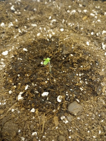 White Widow XXL Auto — seedling_rooting, day 4