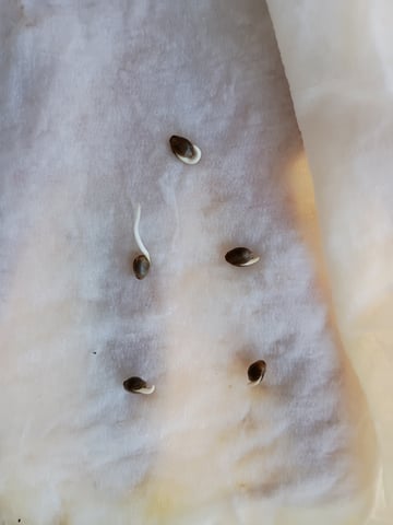 2nd Grow — germination, day 2