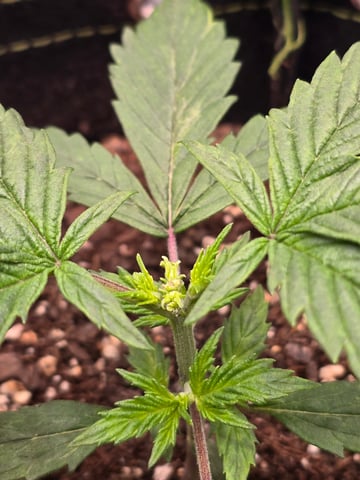 blue dream auto — vegetative, day 20