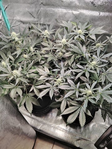 LSD Auto