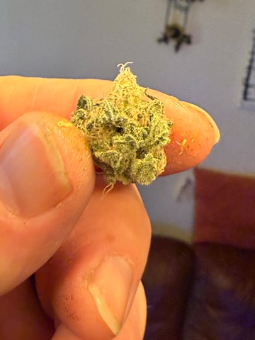 Blue Dream — harvest, day 119