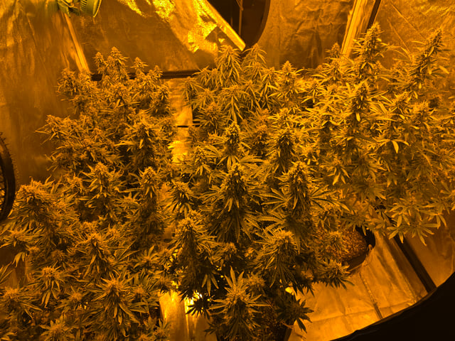 2nd Autoflower Indoor Grow — flower, day 90