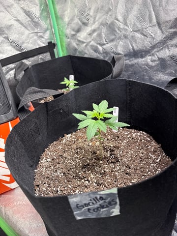 Auto 3/9/26 — seedling_rooting, day 14