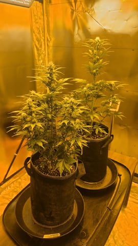 Bounce Back — vegetative, day 25