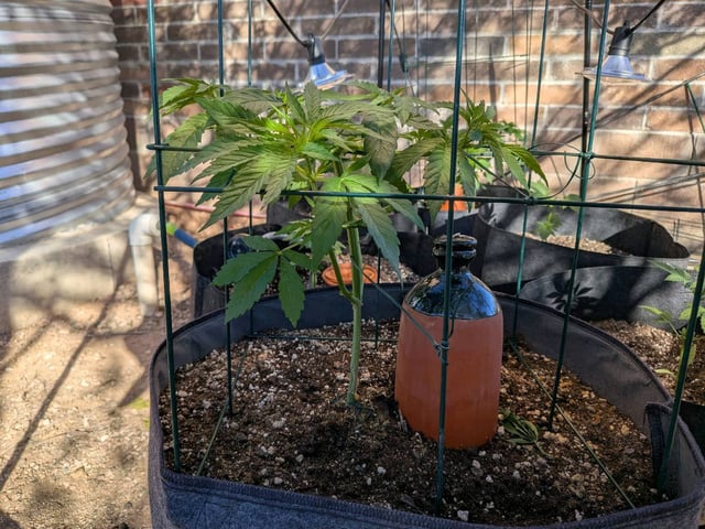 October Start — flower, day 57