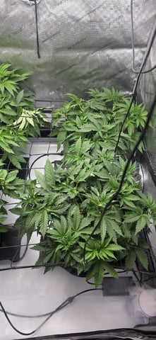 Maple Nectar  — vegetative, day 36