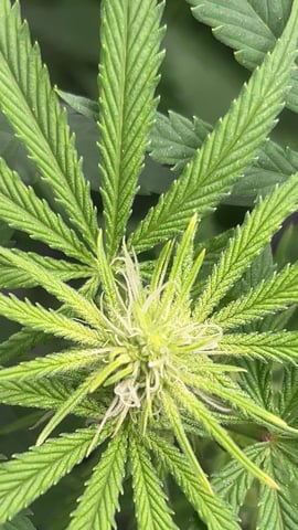 zunami s1 grounded genetics  — flower, day 54