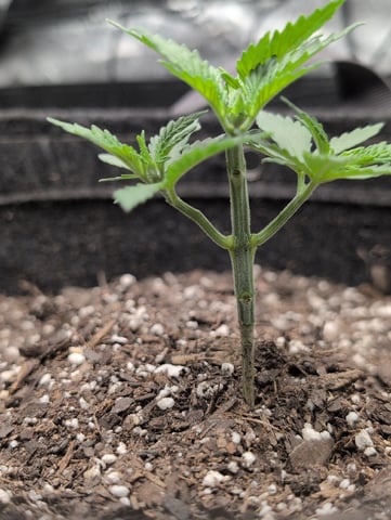 Girl Scout Cookies — vegetative, day 36