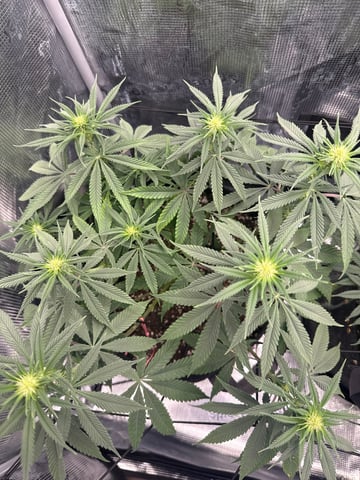 Gorilla Runtz — flower, day 49