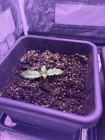 Cookies Haze — vegetative, day 15