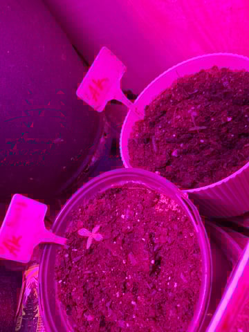 Ak-47 (Fast Verison) and pine Auto  — seedling_rooting, day 7