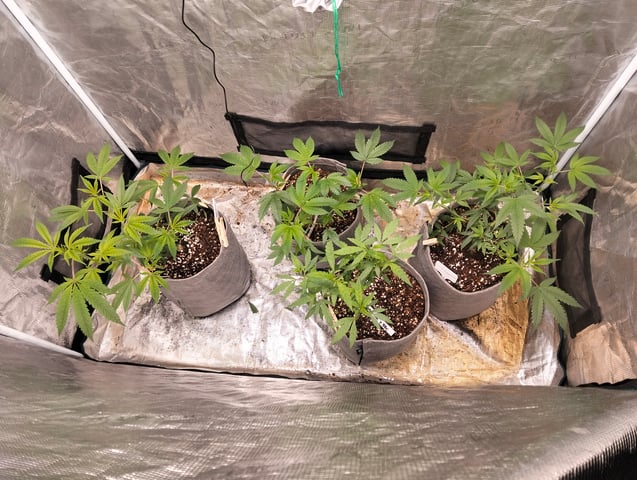 Nana's x BBC  — vegetative, day 29