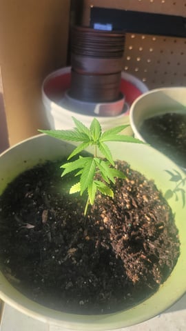 Poison Rainbows — vegetative, day 44