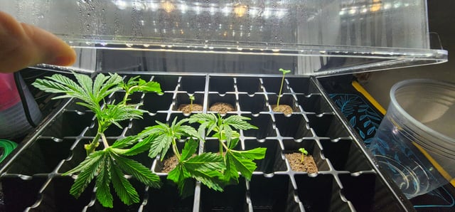 First clones (Dr nefario)  — seedling_rooting, day 1