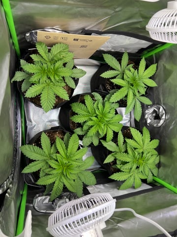 Lemon Power Haze — vegetative, day 25