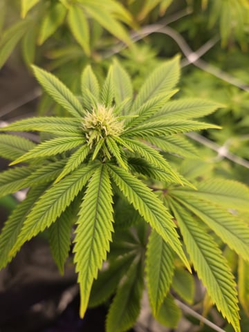 new bee's  — vegetative, day 2