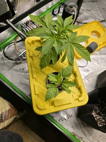 Oceanz 16 — vegetative, day 14