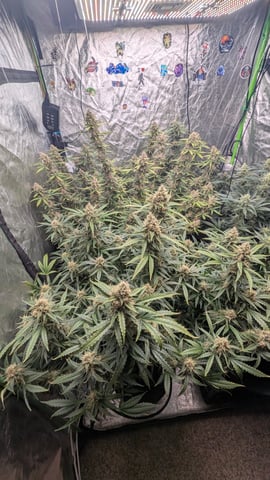 Strawberry Cheesecake Seedsman Seeds Autoflowers x2 — flower, day 88