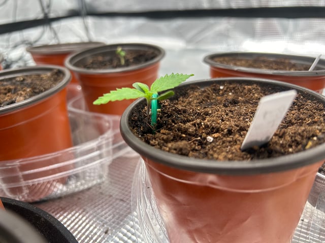 2025-26 harvest INDOOR — seedling_rooting, day 39