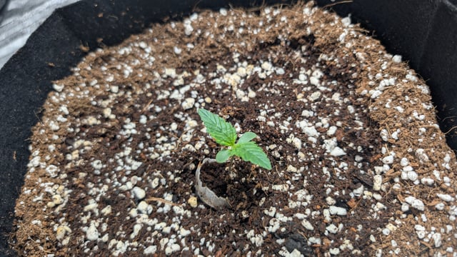 Grow 1 — seedling_rooting, day 12