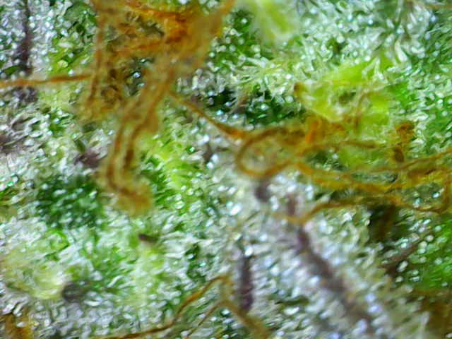 Mimosa Bruce Banner XL — flower, day 75