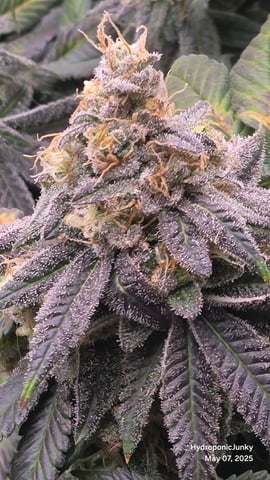 Grow #1 — flower, day 112