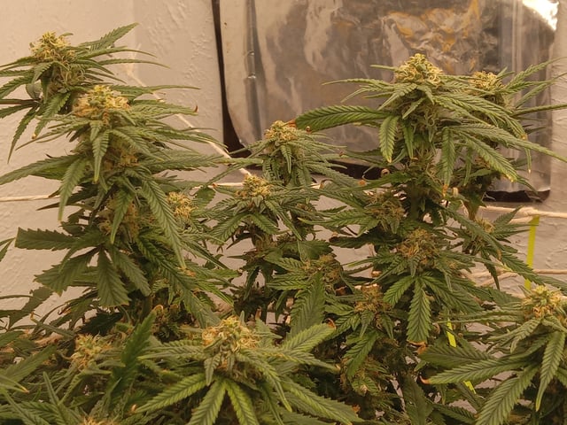 closet grow for veg with a.c infinity air intake fan .With no carbon filter just suction,and spider farmer sf 7000.Then a spider farmer sf tent 4×4×6.5with a G1500 l.e.d from spiderfarmer and spider farmer 6inch clip oscalating fan. — flower, day 57