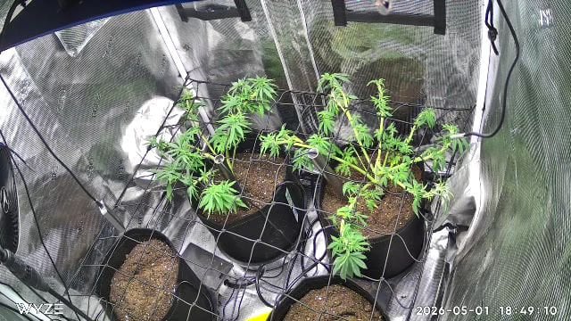 Blue Dream Feminized  — vegetative, day 63