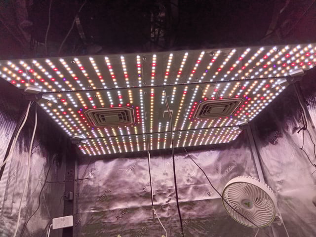 Starfighter/Ohio Guptilla Hybrid — flower, day 16