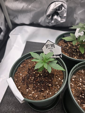 Dirty Bird - Thousand Island Fem & Platinum Kush Breath Remix x Grape Cakehead Fem Photo  — vegetative, day 10