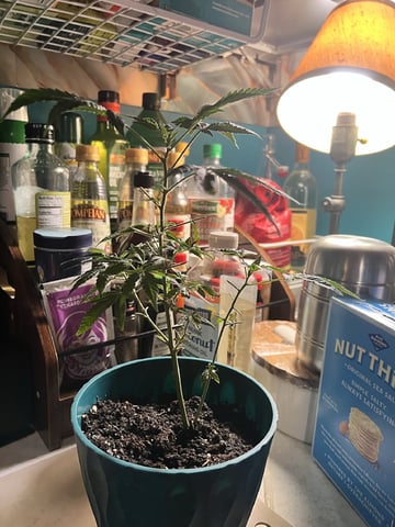 White Widow Auto — flower, day 59