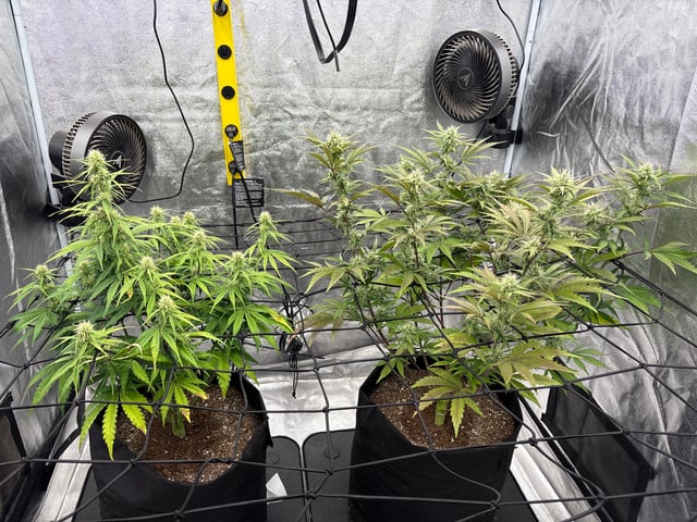 Grow Shed Grow #1 — flower, day 49