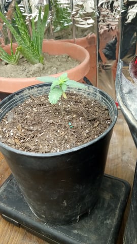 Jack hearer/Jack the ripper? — seedling_rooting, day 21