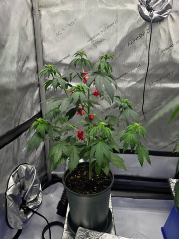 Homegrown - 🍒 🥧 & GSC Auto, 🚀 Seeds 🍌 Buttercups  — flower, day 42