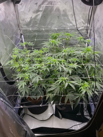 E Grow  — flower, day 5