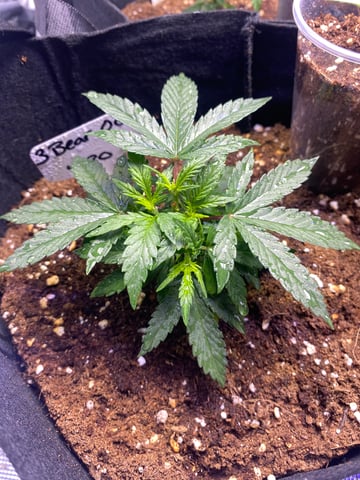 LiLBruh Cannabis — seedling_rooting, day 15