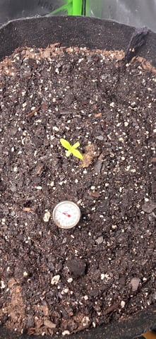 Mixed up Atlas Reserve — seedling_rooting, day 17