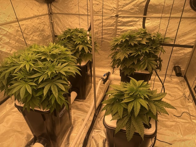 Start over! — vegetative, day 46
