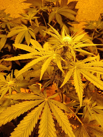 Autos — flower, day 36