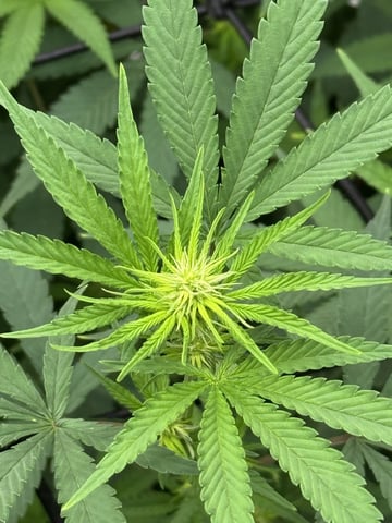 first indoor — flower, day 95