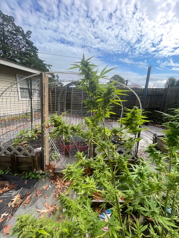 any help suggestions welcome — flower, day 25