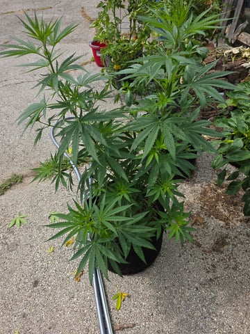 lemon drizz — flower, day 49