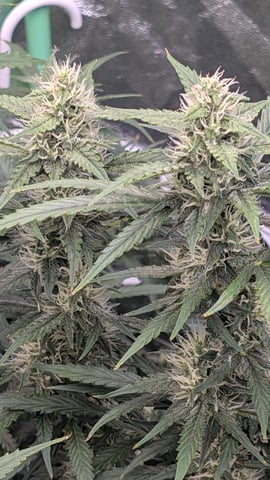 Strawberry Cheesecake Seedsman Seeds Autoflowers x2 — flower, day 71