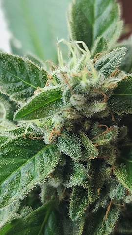 Royal Highness — flower, day 135