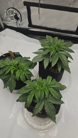 ethos genetics  — vegetative, day 22