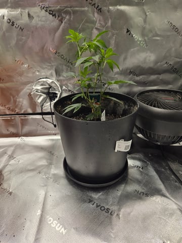 Evermore clones — vegetative, day 6